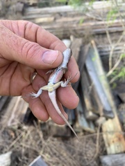 Sceloporus variabilis