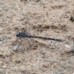 Austroaeschna multipunctata