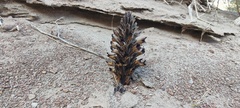 Aphyllon cooperi cooperi
