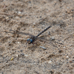 Austroaeschna multipunctata