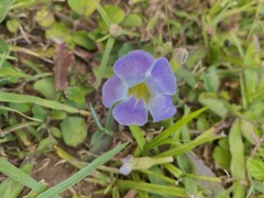 Asystasia gangetica