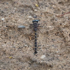Austroaeschna multipunctata