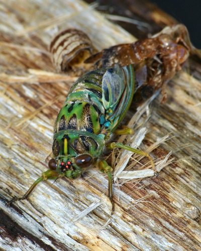 Chorus Cicada photo 6