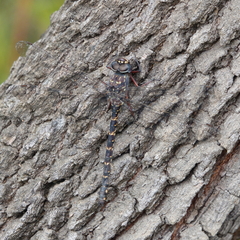 Austroaeschna multipunctata