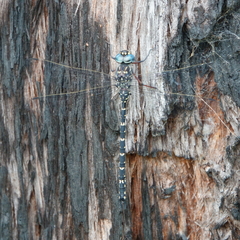 Austroaeschna multipunctata