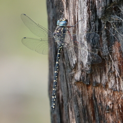 Austroaeschna multipunctata