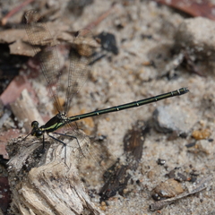 Austroargiolestes icteromelas