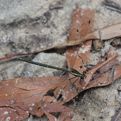 Austroargiolestes icteromelas