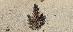 Aphyllon cooperi cooperi