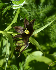 Fritillaria camschatcensis