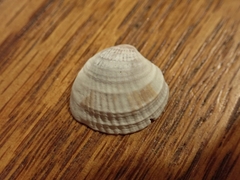Chione elevata