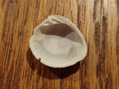Chione elevata