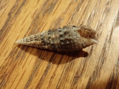 Cerithium atratum