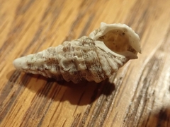 Cerithium atratum