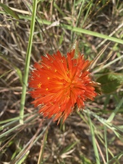 Gomphrena arborescens