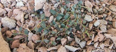 Euphorbia polycarpa