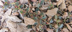 Euphorbia polycarpa