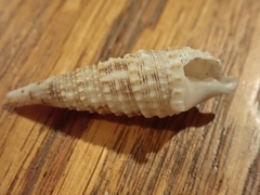Cerithium atratum
