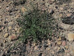 Westringia kydrensis