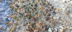 Peucephyllum schottii