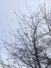 Junco hyemalis