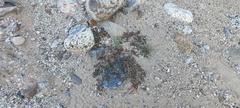 Peucephyllum schottii