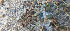 Peucephyllum schottii