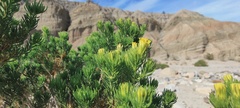 Peucephyllum schottii