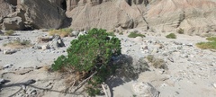 Peucephyllum schottii