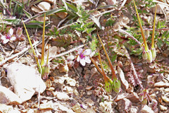 Erodium cicutarium cicutarium