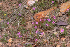 Erodium cicutarium cicutarium