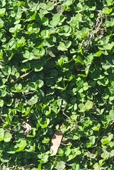 Trifolium repens