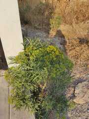 Barkleyanthus salicifolius