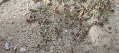 Euphorbia polycarpa