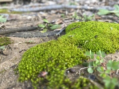 Physcomitrium pyriforme