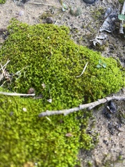 Physcomitrium pyriforme