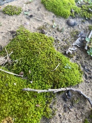 Physcomitrium pyriforme