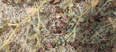Euphorbia polycarpa