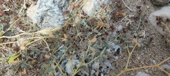 Euphorbia polycarpa
