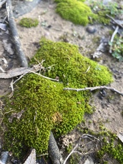 Physcomitrium pyriforme