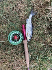 Luxilus chrysocephalus