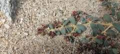 Euphorbia polycarpa