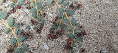 Euphorbia polycarpa
