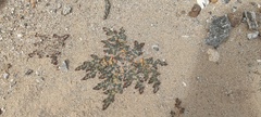 Euphorbia polycarpa