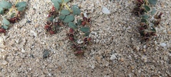 Euphorbia polycarpa