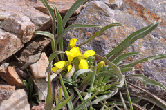 Erysimum capitatum capitatum
