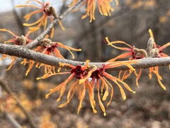 Hamamelis vernalis