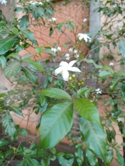 Tabernaemontana divaricata