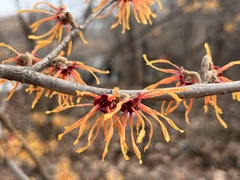 Hamamelis vernalis
