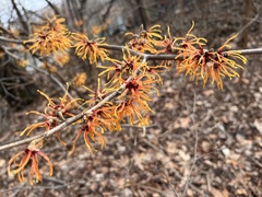 Hamamelis vernalis